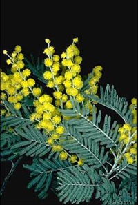 Acacia_dealbata.jpg (34058 bytes)