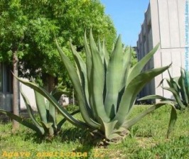 Agave_americana.jpg (108438 bytes)