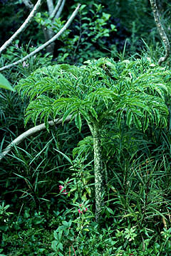 Amorphophallus_rivieri2.jpg (61450 bytes)