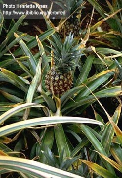 Ananas_comosus.jpg (41926 bytes)