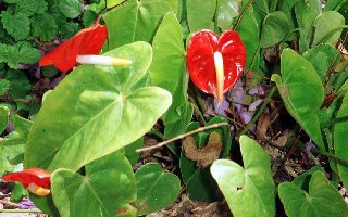 Anthurium_x_hortulaneum.jpg (25490 bytes)