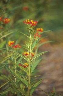 Asclepias_curassavica.jpg (16987 bytes)