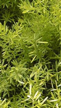 Asparagus_densiflorus_'Sprengeri'.jpg (23497 bytes)