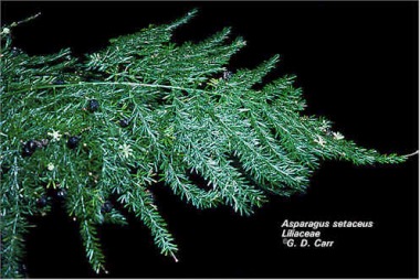 Asparagus_setaceus.jpg (35001 bytes)