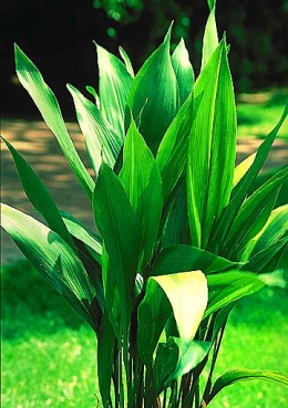 Aspidistra_elatior.jpg (60620 bytes)
