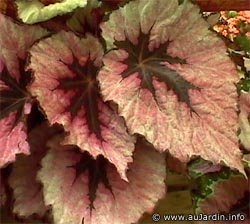 Begonia_x_rex.jpg (23151 bytes)