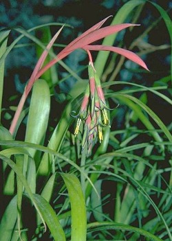 Billbergia_nutans.jpg (40701 bytes)