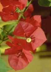 Bougainvillea_glabra.jpg (24699 bytes)