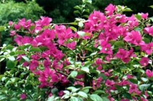 Bougainvillea_glabra2.jpg (69716 bytes)