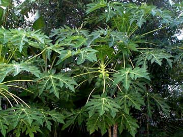 Carica_papaya.jpg (29181 bytes)