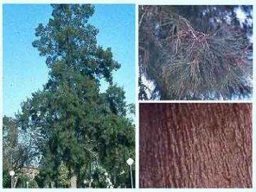 Casuarina_cunninghamiana.jpg (18226 bytes)