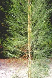 Casuarina_cunninghamiana2.jpg (10426 bytes)