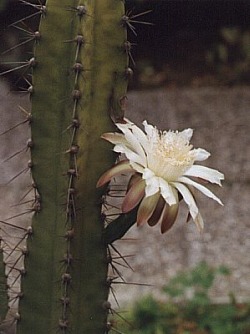 Cereus_uruguaeyanus_(=peruvianus).jpg (26144 bytes)