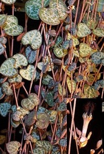 Ceropegia_woodii2.jpg (42698 bytes)