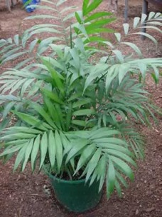 Chamaedorea_elegans.jpg (21698 bytes)