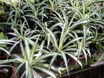 Chlorophytum_comosum.jpg (67498 bytes)