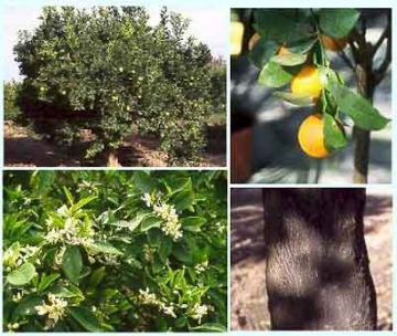 Citrus_sinensis.jpg (21064 bytes)