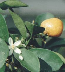 Citrus_sinensis2.jpg (9148 bytes)