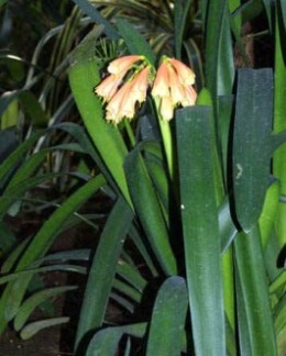 Clivia nobilis2.jpg (39979 bytes)