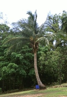 Cocos_nucifera.jpg (33655 bytes)