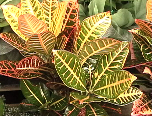 Codiaeum_(=Croton)_variegatum2.jpg (121927 bytes)