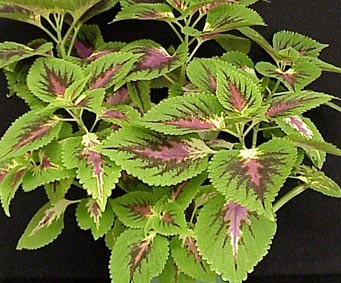 Coleus_x_blumei_(=Solenostemon_scutellarioides).jpg (48476 bytes)