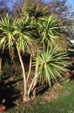 Cordyline_australis.jpg (85234 bytes)