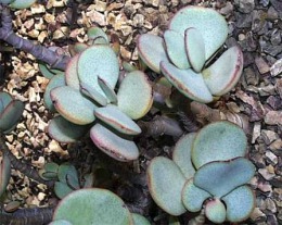 Crassula_arborescens.jpg (31000 bytes)