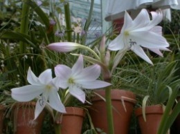 Crinum_moorei.jpg (42900 bytes)
