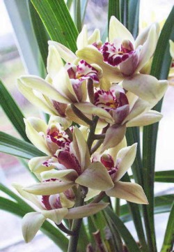 Cymbidium2.jpg (33463 bytes)