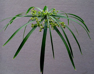 Cyperus_alternifolius.jpg (29762 bytes)