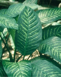 Dieffenbachia_maculata.jpg (78471 bytes)