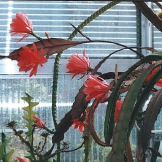 Disocactus_(=Epiphyllum)_hybr..jpg (66081 bytes)