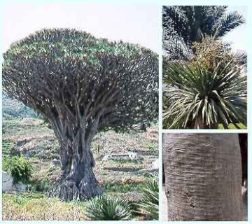 Dracaena_draco.jpg (25097 bytes)
