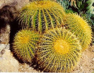 Echinocactus_grusonii.jpg (65962 bytes)