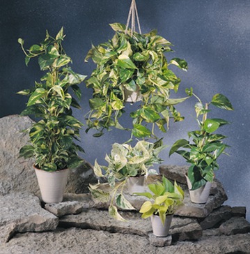 Epipremnum_pinnatum_(=Scindapsus_aureus).jpg (141247 bytes)