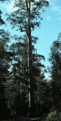 Eucalyptus_regnans.gif (90549 bytes)