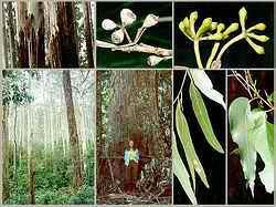 Eucalyptus regnans2.jpg (11104 bytes)