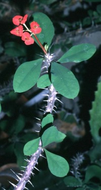 Euphorbia_milii2.jpg (33027 bytes)