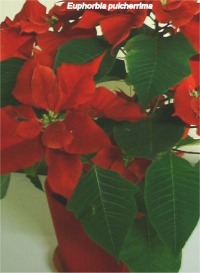 Euphorbia_pulcherrima.jpg (39243 bytes)