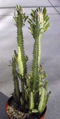 Euphorbia_trigona.jpg (17977 bytes)