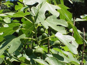 Ficus_carica.jpg (59753 bytes)