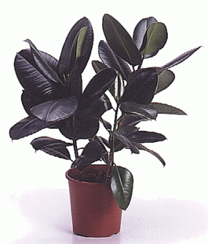 Ficus_elastica.gif (62662 bytes)