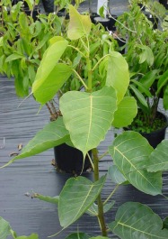 Ficus_religiosa.jpg (69473 bytes)