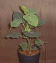 Ficus_religiosa2.jpg (2029 bytes)