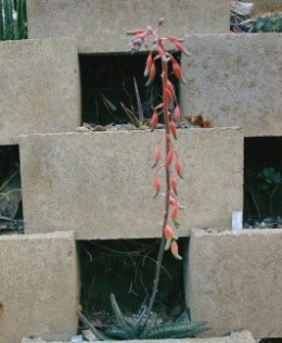 Gasteria_verrucosa.jpg (107017 bytes)