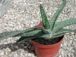 Gasteria_verrucosa2.jpg (209831 bytes)
