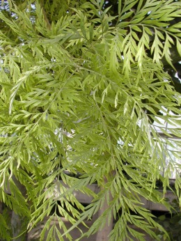 Grevillea robusta.jpg (685809 bytes)