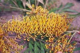 Grevillea_robusta2.jpg (194502 bytes)