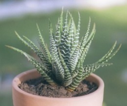Haworthia_fasciata.jpg (87309 bytes)